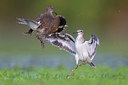 BUITEN BEELD Foto: 309447