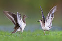BUITEN BEELD Foto: 309448