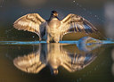 BUITEN BEELD Foto: 309451