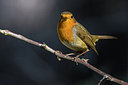 BUITEN BEELD Foto: 309460