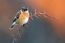 BUITEN BEELD Foto: 309467