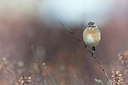 BUITEN BEELD Foto: 309469