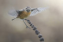 BUITEN BEELD Foto: 309475