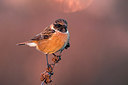 BUITEN BEELD Foto: 309476