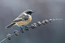 BUITEN BEELD Foto: 309477