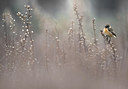 BUITEN BEELD Foto: 309478