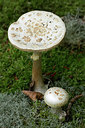 BUITEN BEELD Foto: 309495