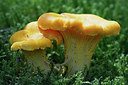 BUITEN BEELD Foto: 309496