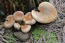 BUITEN BEELD Foto: 309498
