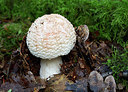 BUITEN BEELD Foto: 309499