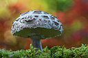BUITEN BEELD Foto: 309506