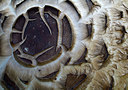 BUITEN BEELD Foto: 309507