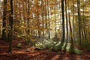 BUITEN BEELD Foto: 309510