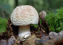 BUITEN BEELD Foto: 309525