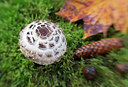 BUITEN BEELD Foto: 309529