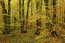 BUITEN BEELD Foto: 309534