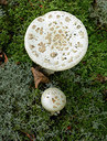 BUITEN BEELD Foto: 309537
