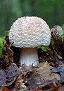 BUITEN BEELD Foto: 309540