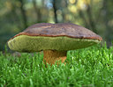 BUITEN BEELD Foto: 309544