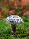 BUITEN BEELD Foto: 309547