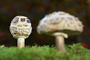 BUITEN BEELD Foto: 309548
