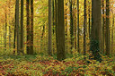 BUITEN BEELD Foto: 309554