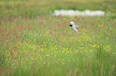 BUITEN BEELD Foto: 309566