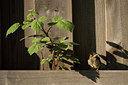 BUITEN BEELD Foto: 309589