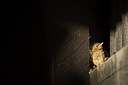 BUITEN BEELD Foto: 309591