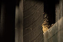 BUITEN BEELD Foto: 309593