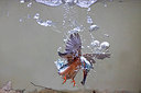 BUITEN BEELD Foto: 309601