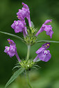BUITEN BEELD Foto: 309603