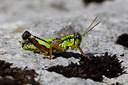 BUITEN BEELD Foto: 309605