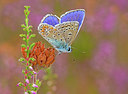 BUITEN BEELD Foto: 309625
