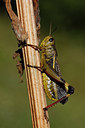 BUITEN BEELD Foto: 309685