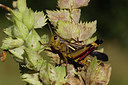 BUITEN BEELD Foto: 309686