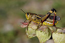 BUITEN BEELD Foto: 309687
