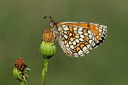 BUITEN BEELD Foto: 309727