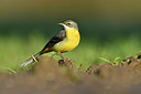 BUITEN BEELD Foto: 309758