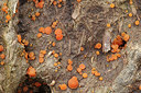 BUITEN BEELD Foto: 309763