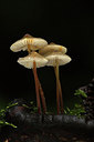 BUITEN BEELD Foto: 309791