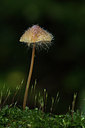 BUITEN BEELD Foto: 309792