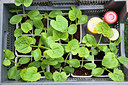 BUITEN BEELD Foto: 309873