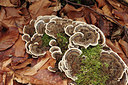 BUITEN BEELD Foto: 309951