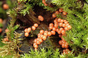 BUITEN BEELD Foto: 310030