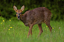 BUITEN BEELD Foto: 310053