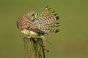 BUITEN BEELD Foto: 310056