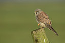 BUITEN BEELD Foto: 310057