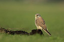 BUITEN BEELD Foto: 310059