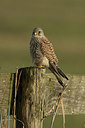 BUITEN BEELD Foto: 310062